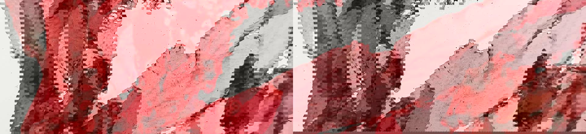 Dulse (Duileasg).jpg