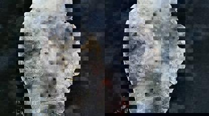 Cluas Mara Sea Ear, Digital Image Of Found Shell On Cyanotype Print, Katie Harris Macleod, 2020