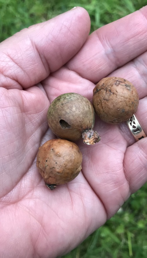 Colmcille, Credit Alicia Hendrick (1)