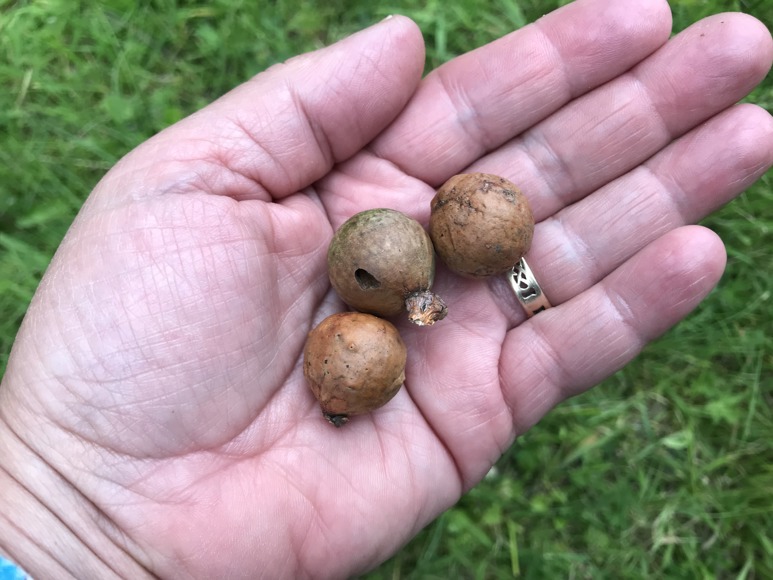 Colmcille, Credit Alicia Hendrick (1)