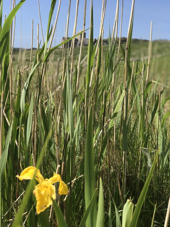 Colmcille, Credit Alicia Hendrick