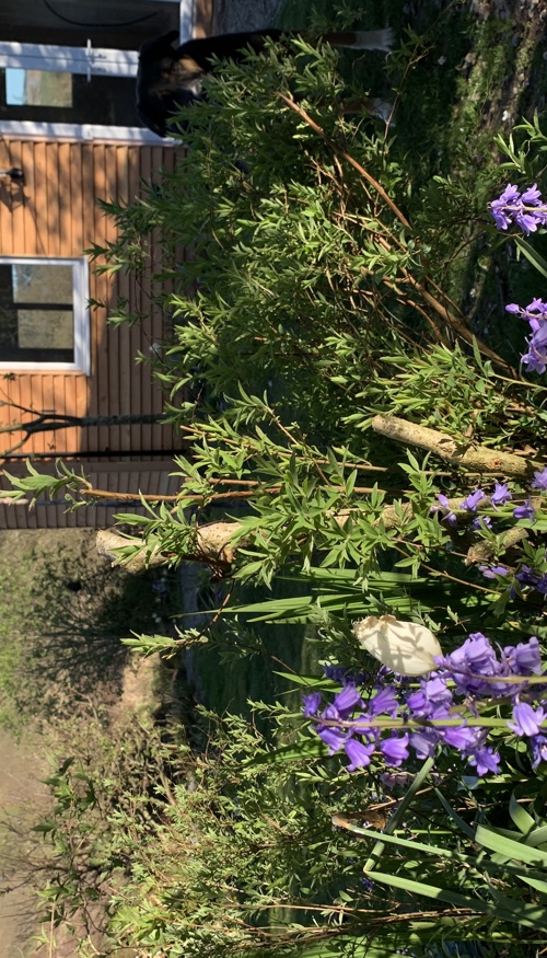 6D4BC21A-AA2D-47E8-A2D0-7DFF74A10097.jpeg (2)