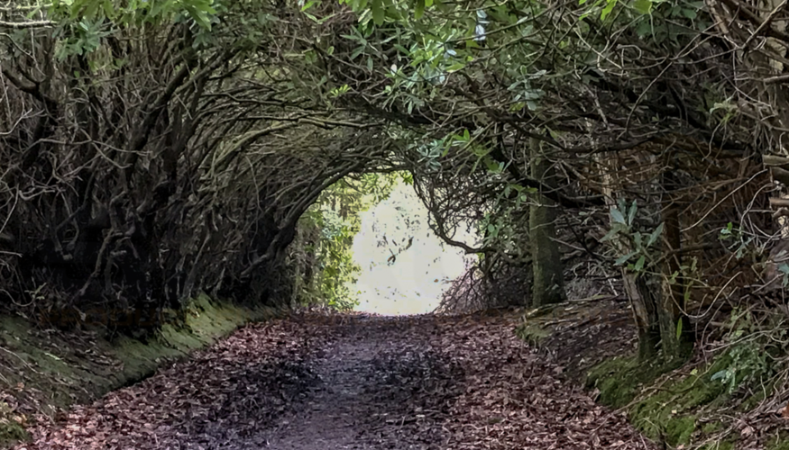 Kilmahew Rhodendron arch.png