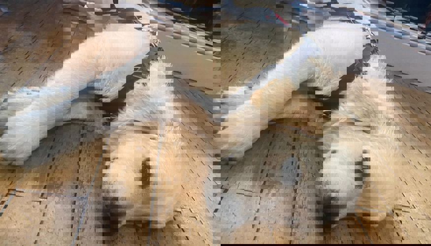 WhatsApp Image 2023-07-10 at 10.46.09 AM.jpeg