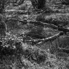 Understory for poster copy 688kb.jpg