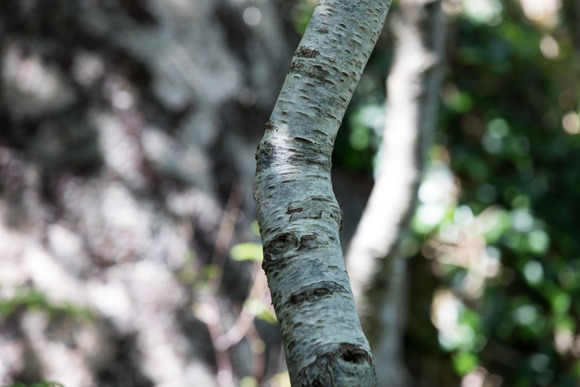 Feàrna, 2023 24, Credit Sarah Darling