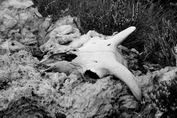 Sheepskull Scottoneill 2023