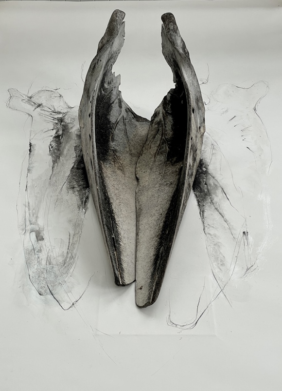 Drawing And Whalebone Artefacts, Grinnebhat Exhibition Room, August 2023. Image Courtesy The Artist.
