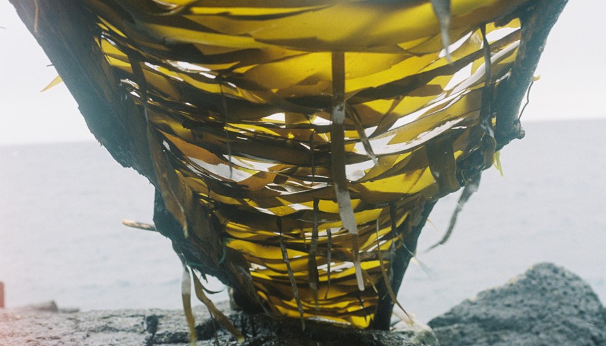 JEMIMA HALL - SEAWEED SHELTER no.5.2analogue .JPG