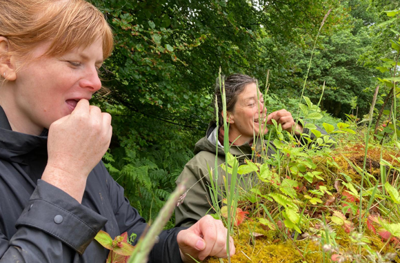 Aros Walled Garden, Wild Strawberries. Credit Alice Stillman