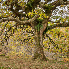ClonaigOakKintyre.jpg (1)