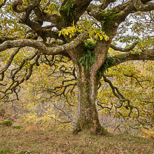 ClonaigOakKintyre.jpg (1)
