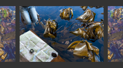 Sea This. Credit Judy Parrott