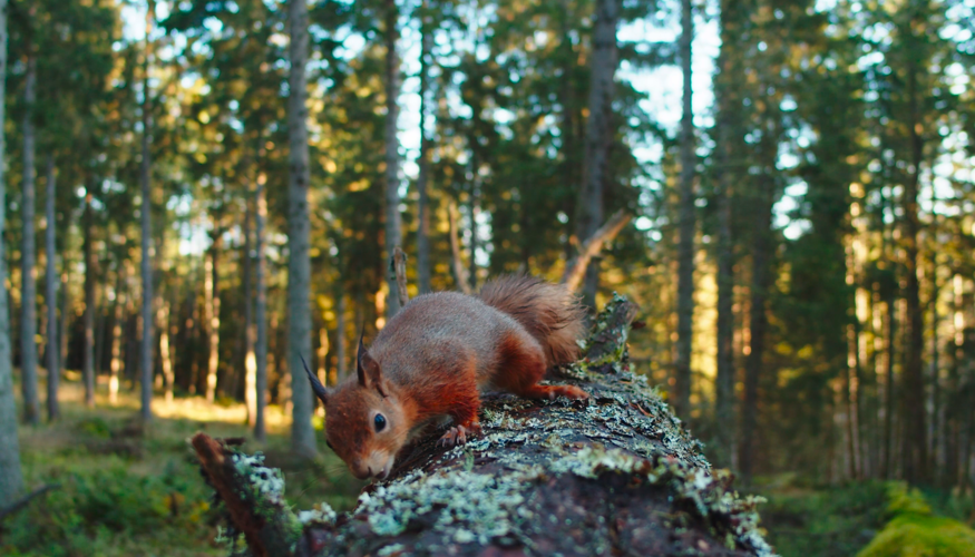 Screenshot 2025-02-25 at 13.13.29.png