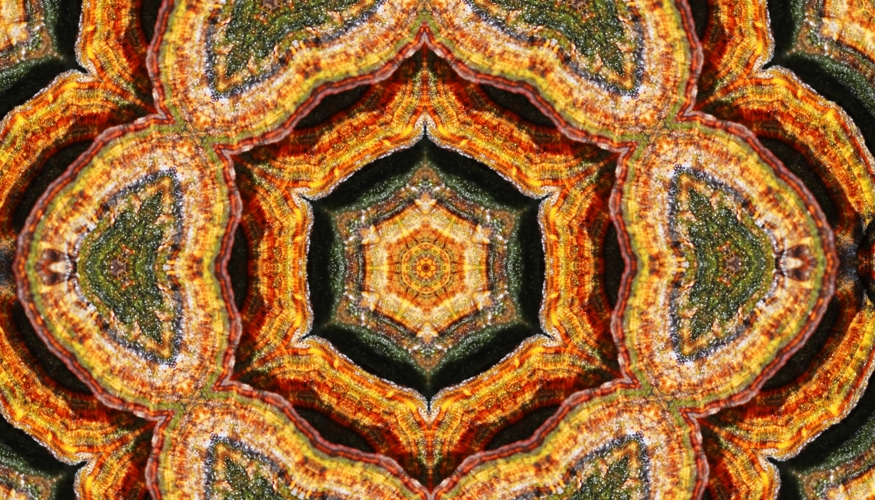 turkey tail_1.5.1.jpg